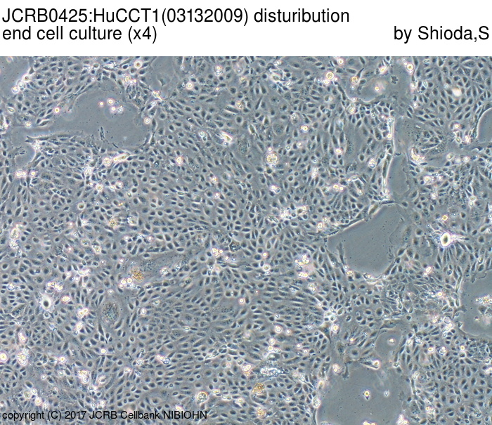 HUCC-T1细胞图片