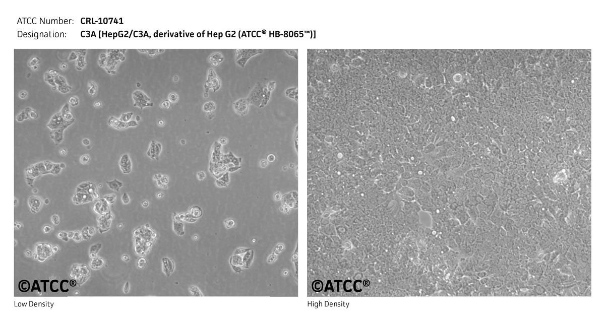 Hep-G2/C3A细胞图片