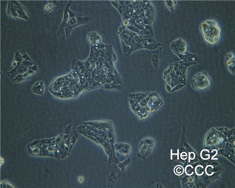 ATCC HB-8065(Hep G2)细胞图片