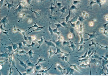 Hepa-1c1c7细胞图片