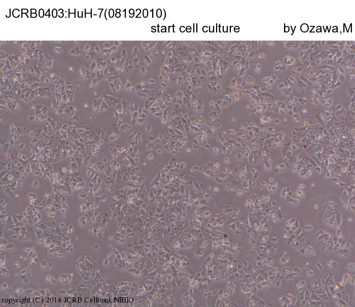 HuH-7细胞图片