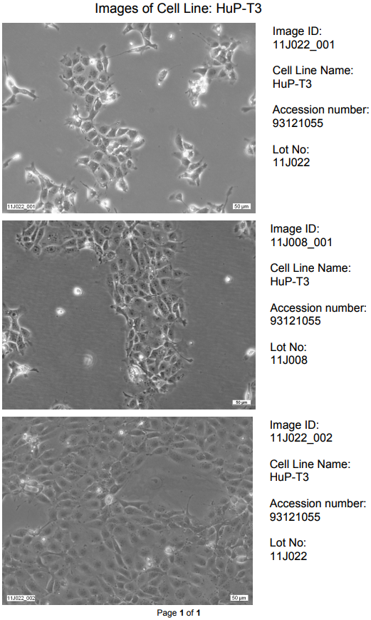 HuP-T3细胞图片