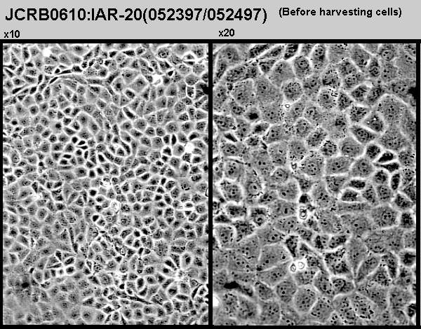 IAR20细胞图片