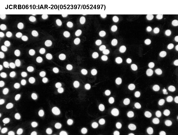 IAR20细胞图片