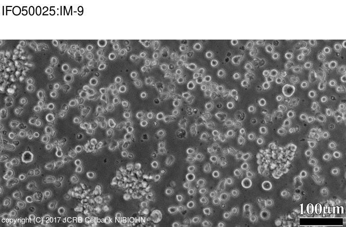IM-9细胞图片