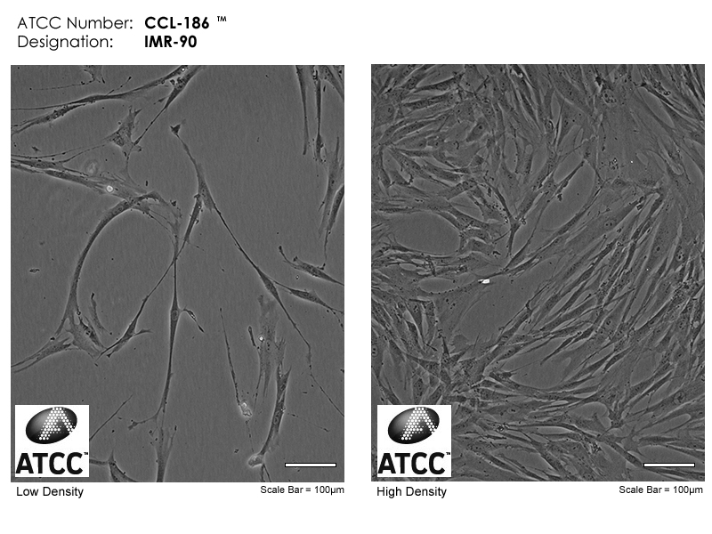 IMR-90细胞图片