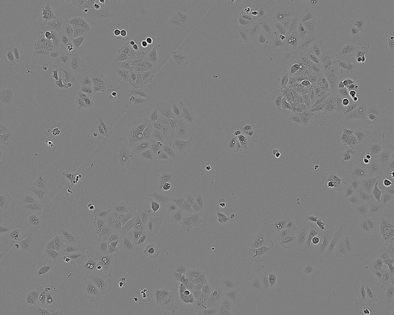 Ishikawa细胞图片