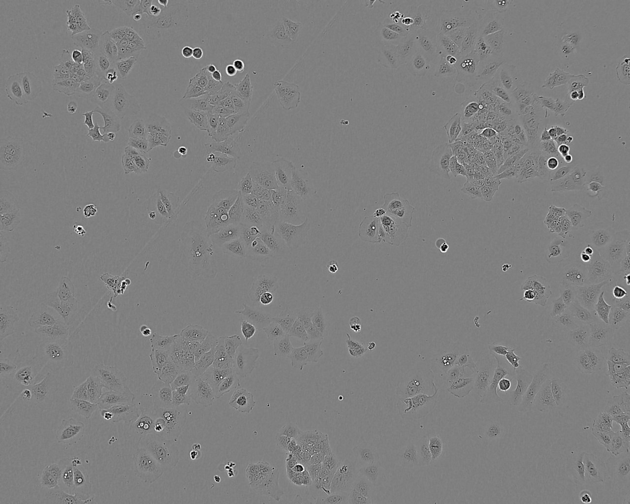 Ishikawa细胞图片