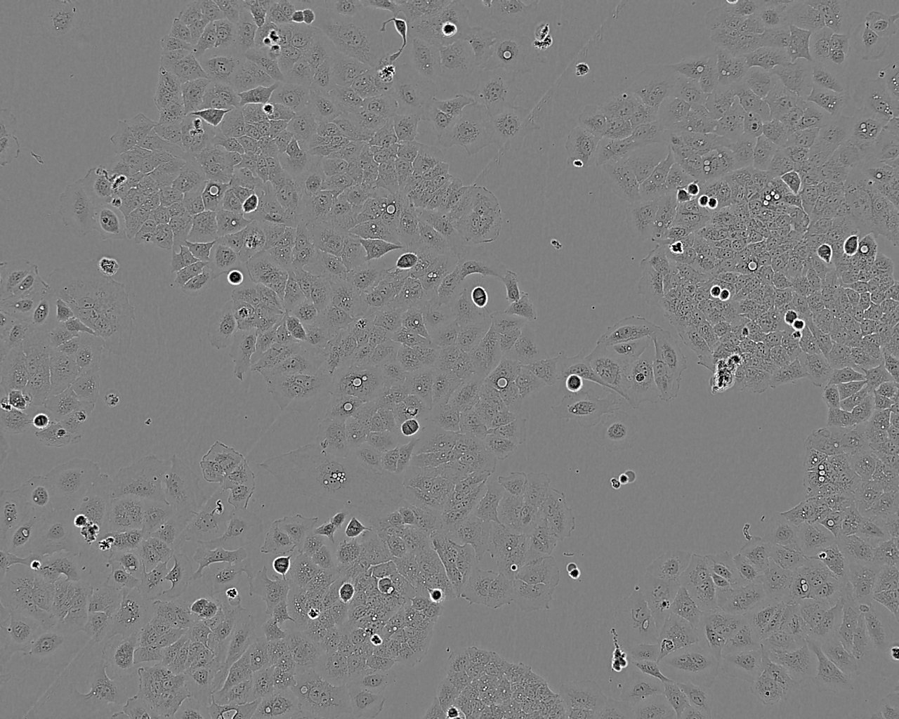 Ishikawa细胞图片