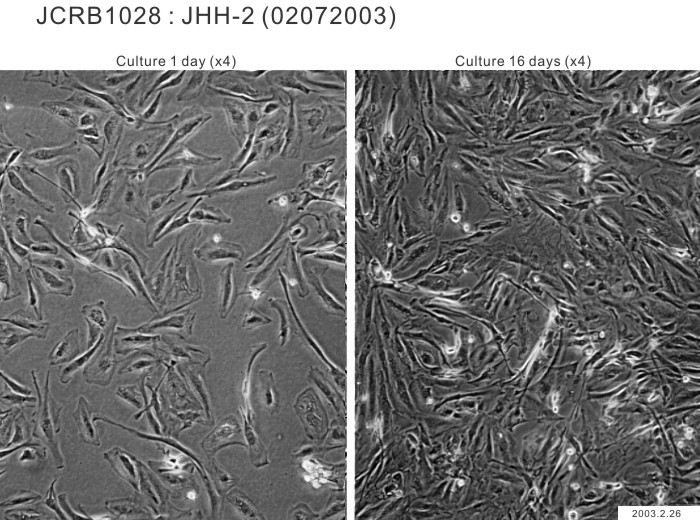 JHH-2细胞图片