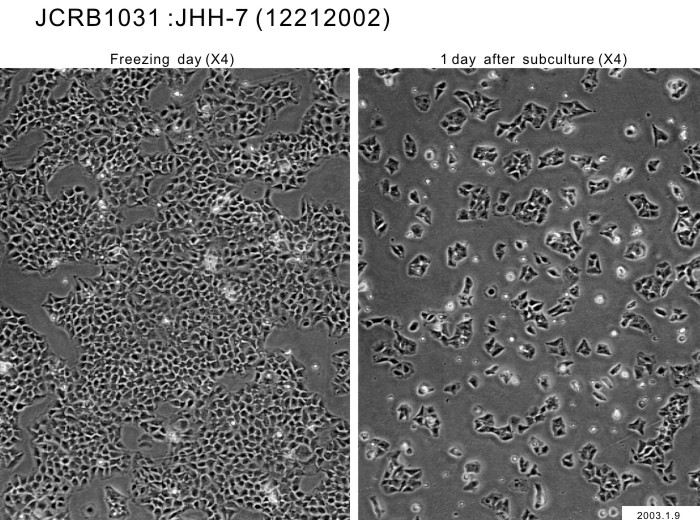 JHH-7细胞图片