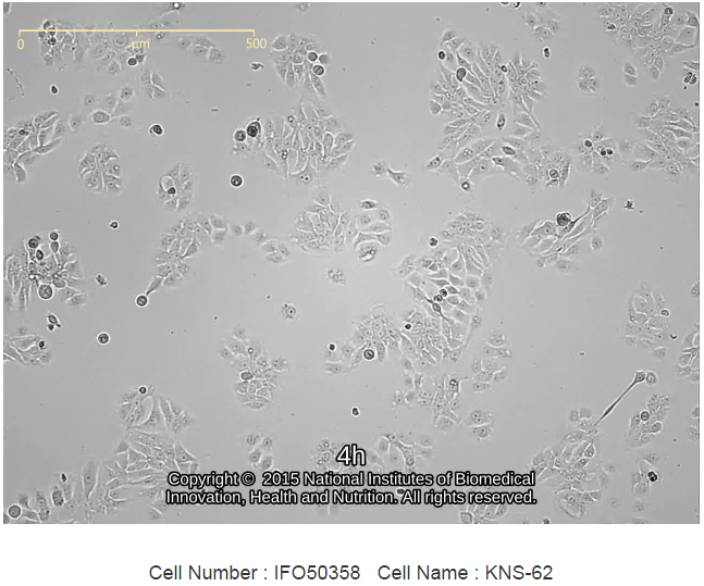 KNS-62细胞图片
