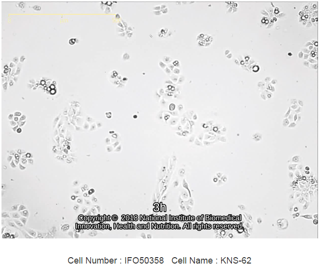 KNS-62细胞图片