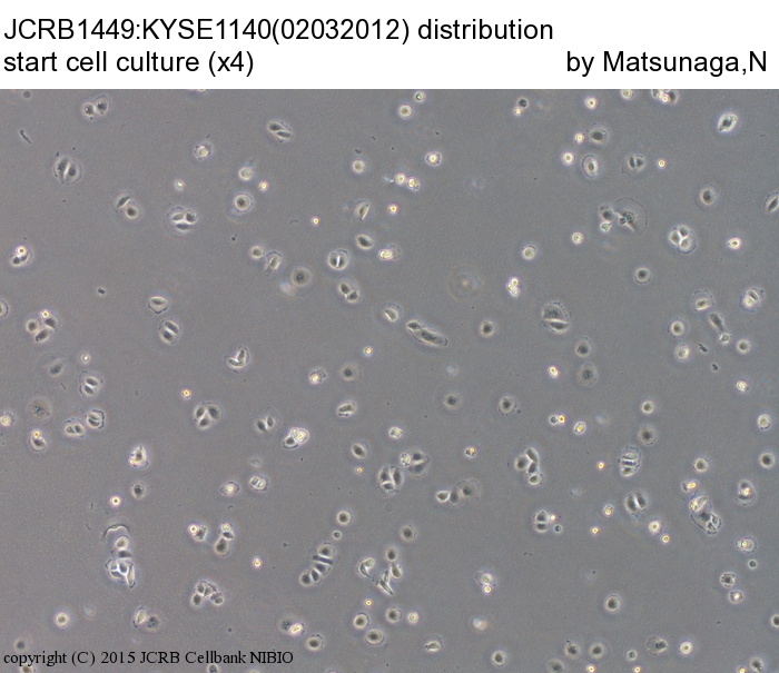 KYSE-1140细胞图片