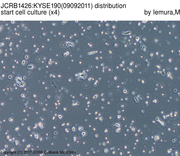 KYSE-190细胞图片