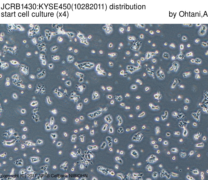 KYSE450细胞图片