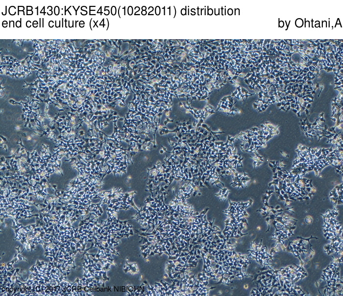 KYSE450细胞图片