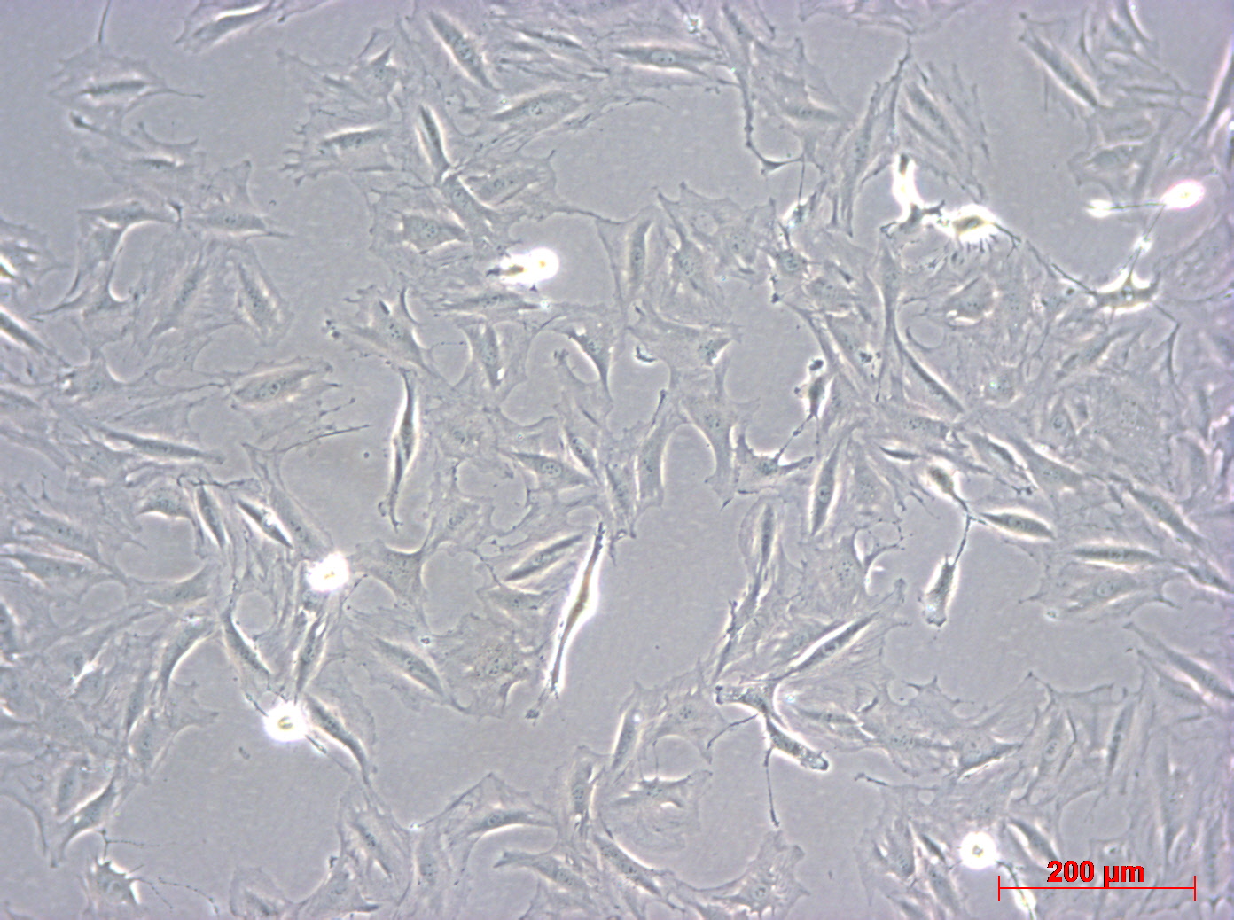 L2细胞图片