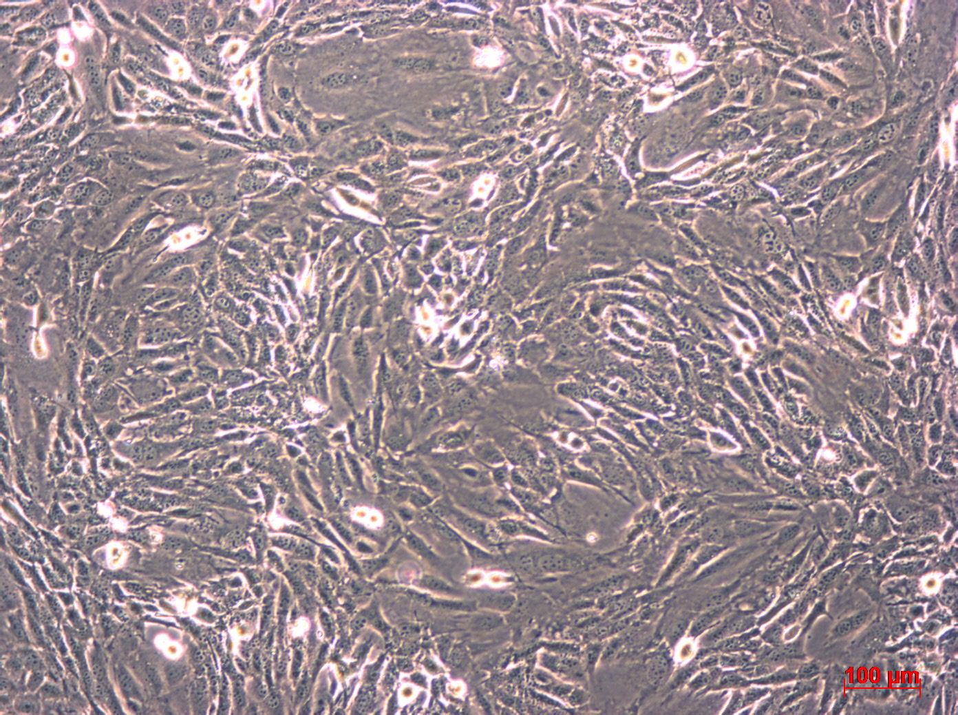 LA-4细胞图片