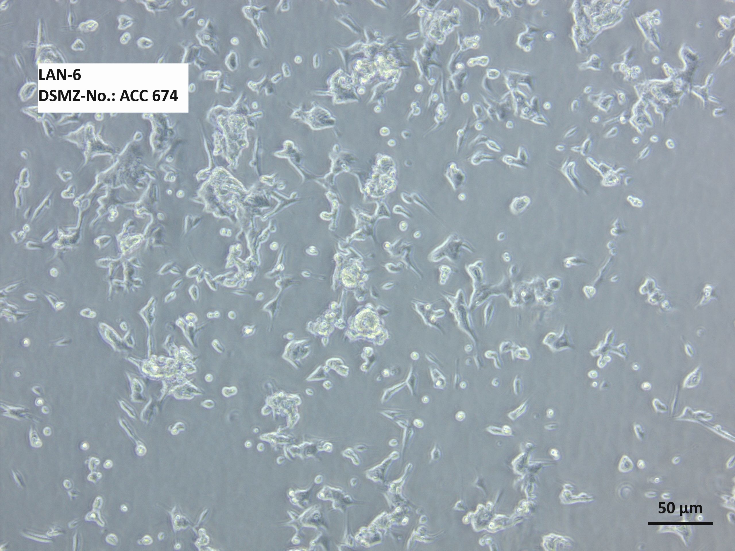 LAN-6细胞图片