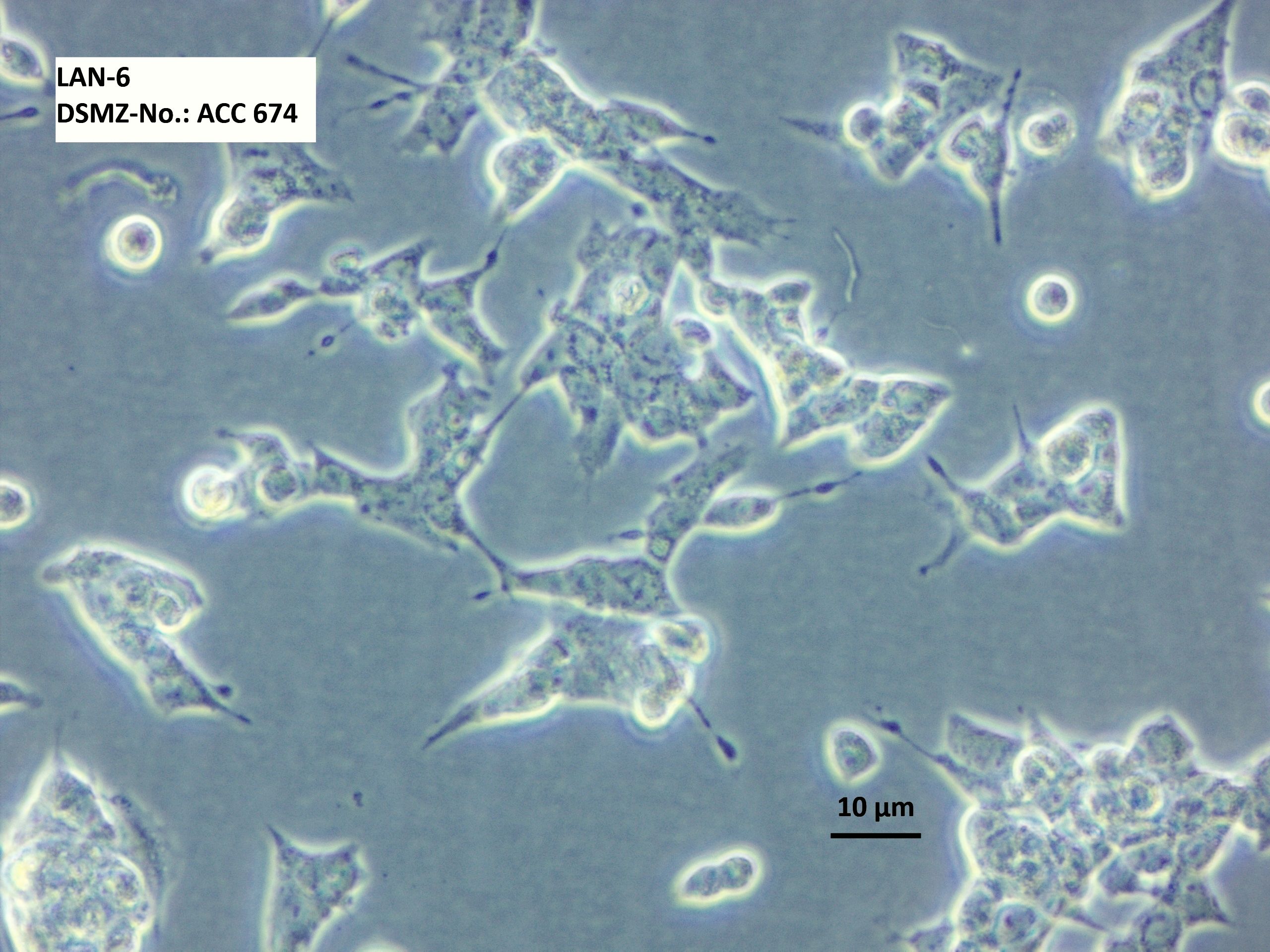 LAN-6细胞图片