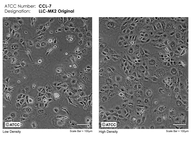 LLC-MK2细胞图片
