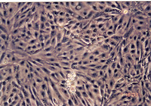 LLC-PK1细胞图片