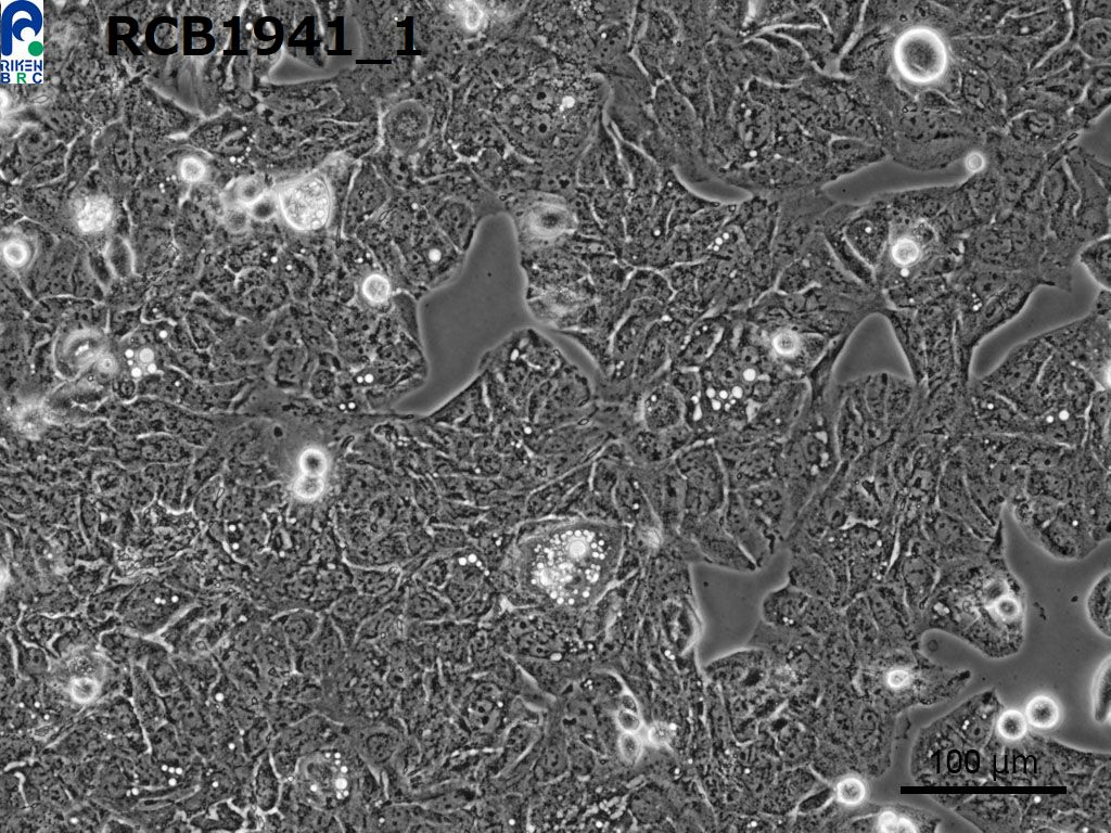Li-7细胞图片