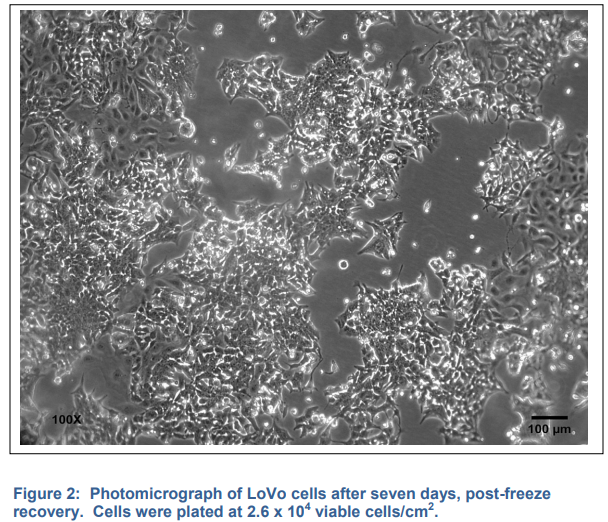 ATCC CCL-229 Lovo细胞图片