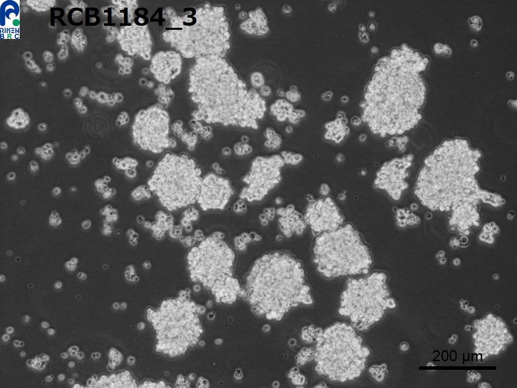 Lu-165细胞图片