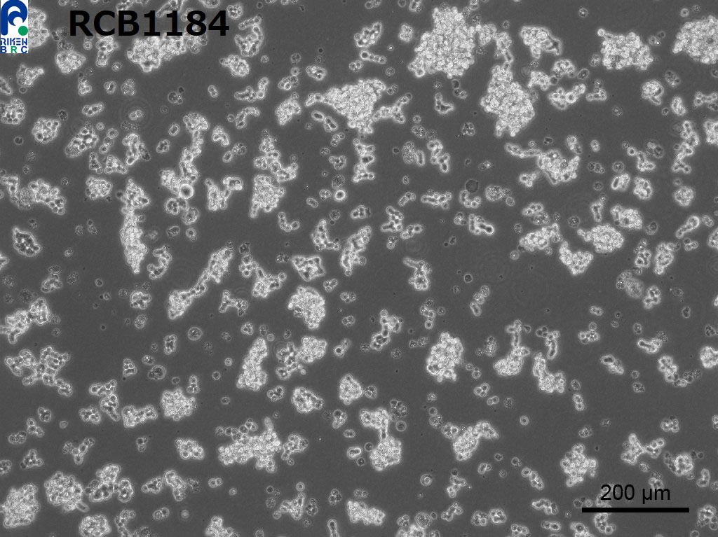 Lu-165细胞图片