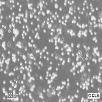 M-NFS-60细胞图片