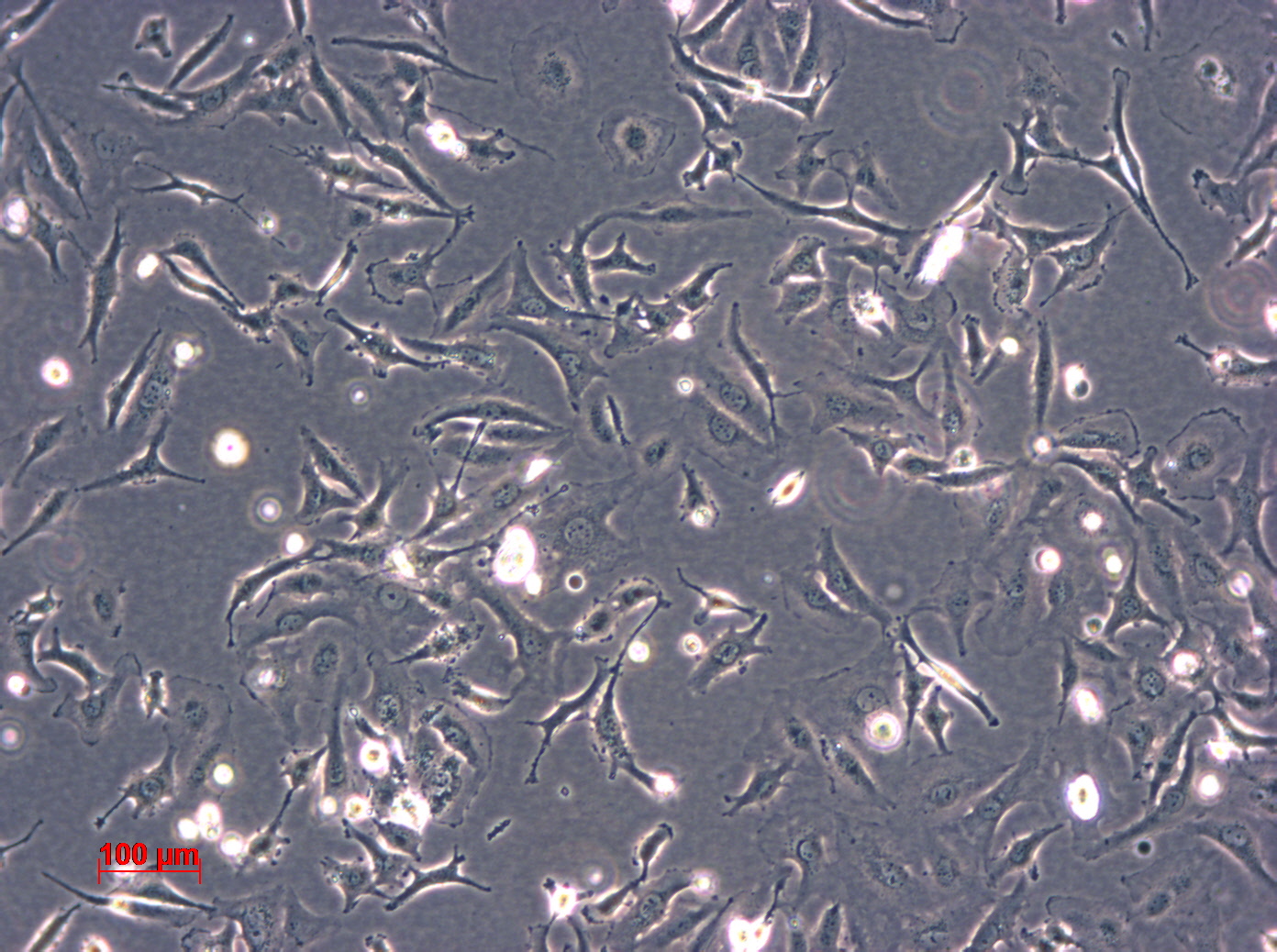 M059J细胞图片