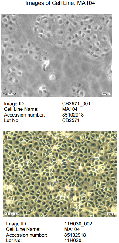 MA104细胞图片