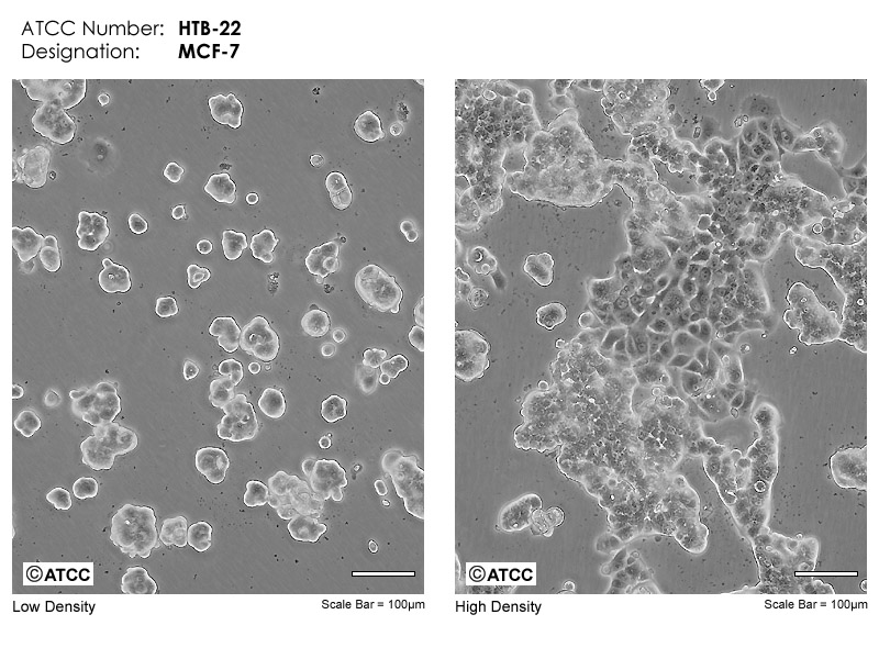 MCF-7细胞图片