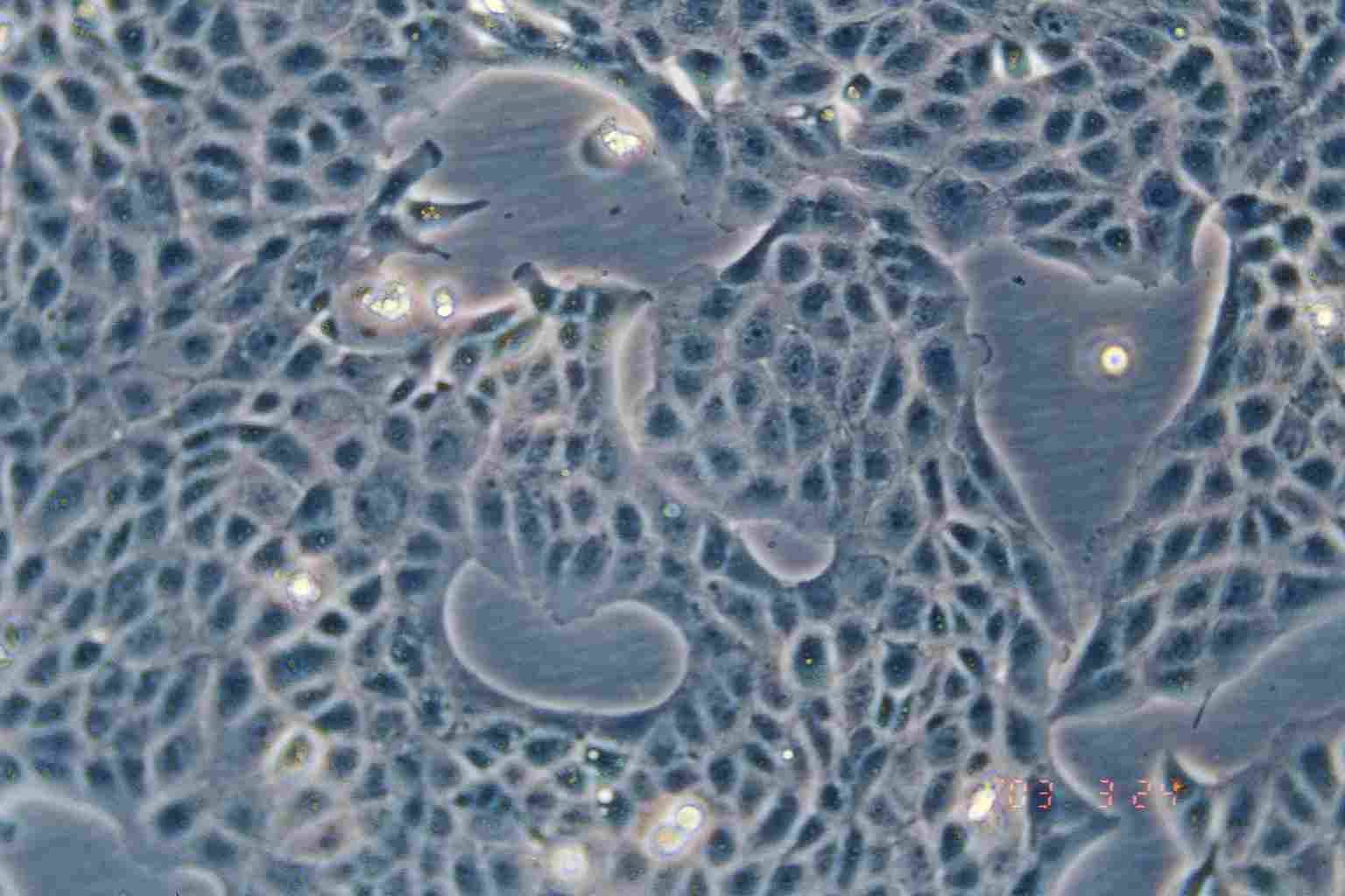 MDBK细胞图片