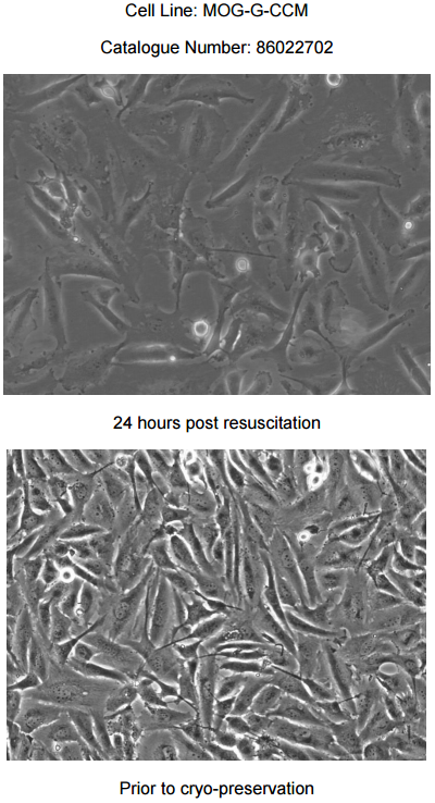 MOG-G-CCM细胞图片