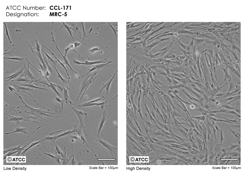 MRC-5细胞图片