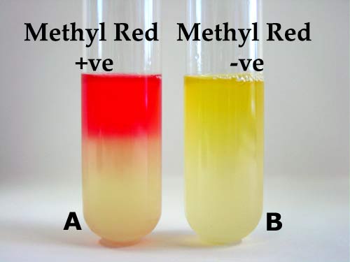 MR试验结果