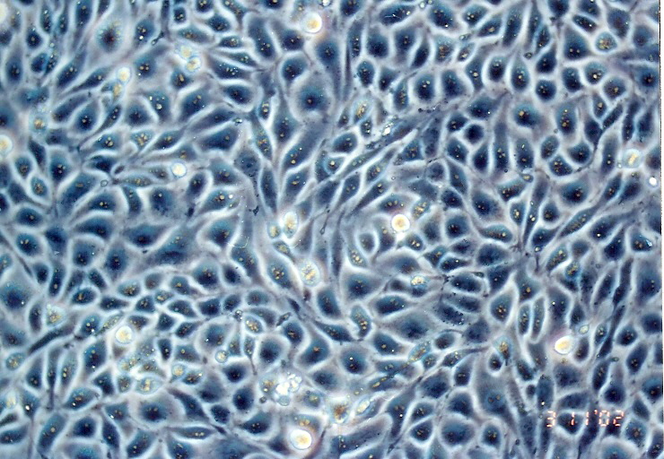 MS1细胞图片