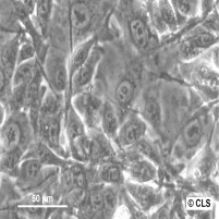 MSTO-211H细胞图片