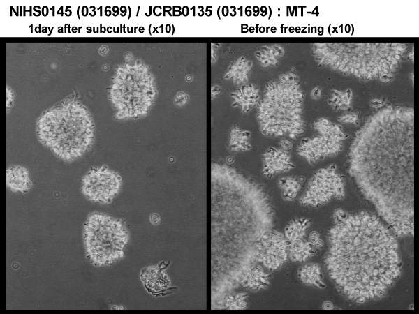 MT-4细胞图片