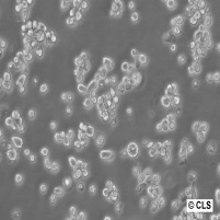 MV-4-11细胞图片