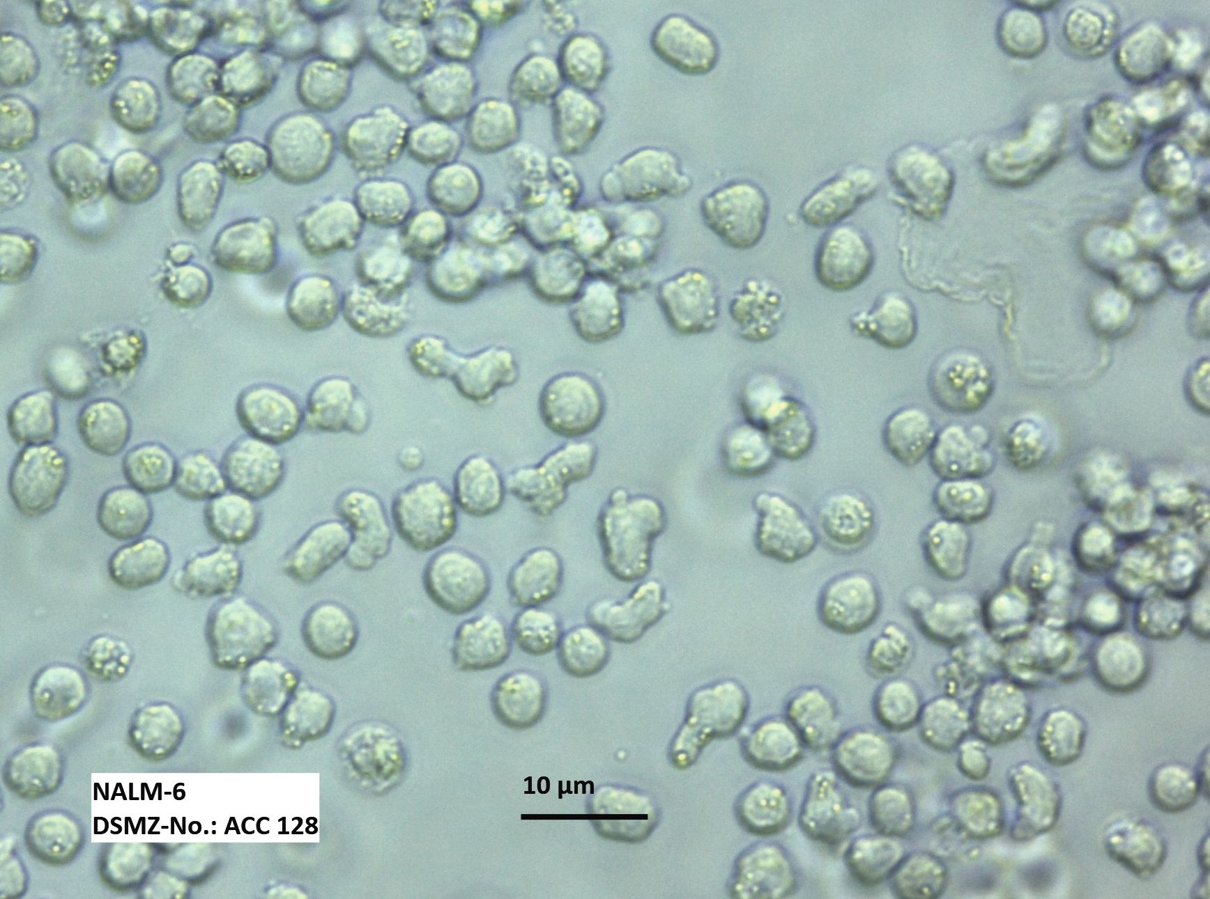 NALM-6细胞图片