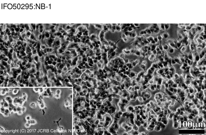 NB1细胞图片