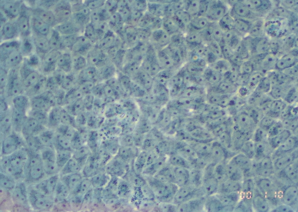 NBL-7细胞图片