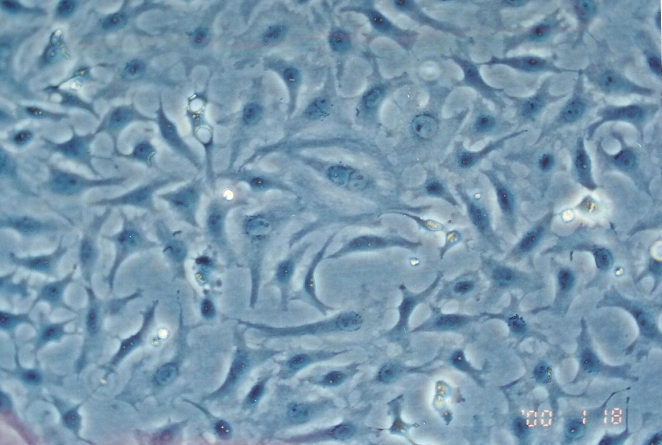 NBL-7细胞图片