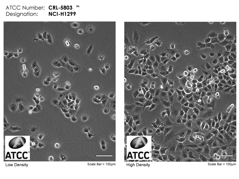 NCI-H1299细胞图片