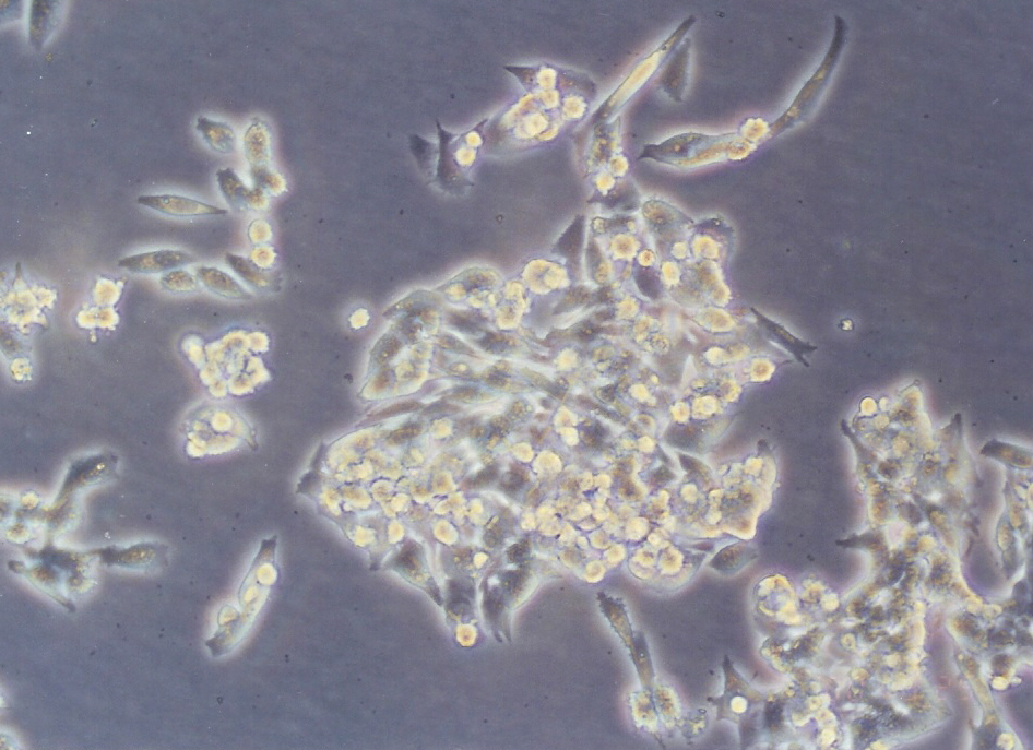 NCI-H295细胞图片