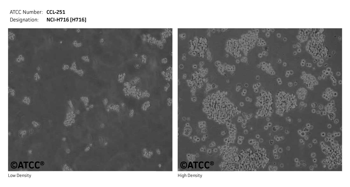 NCI-H716细胞图片
